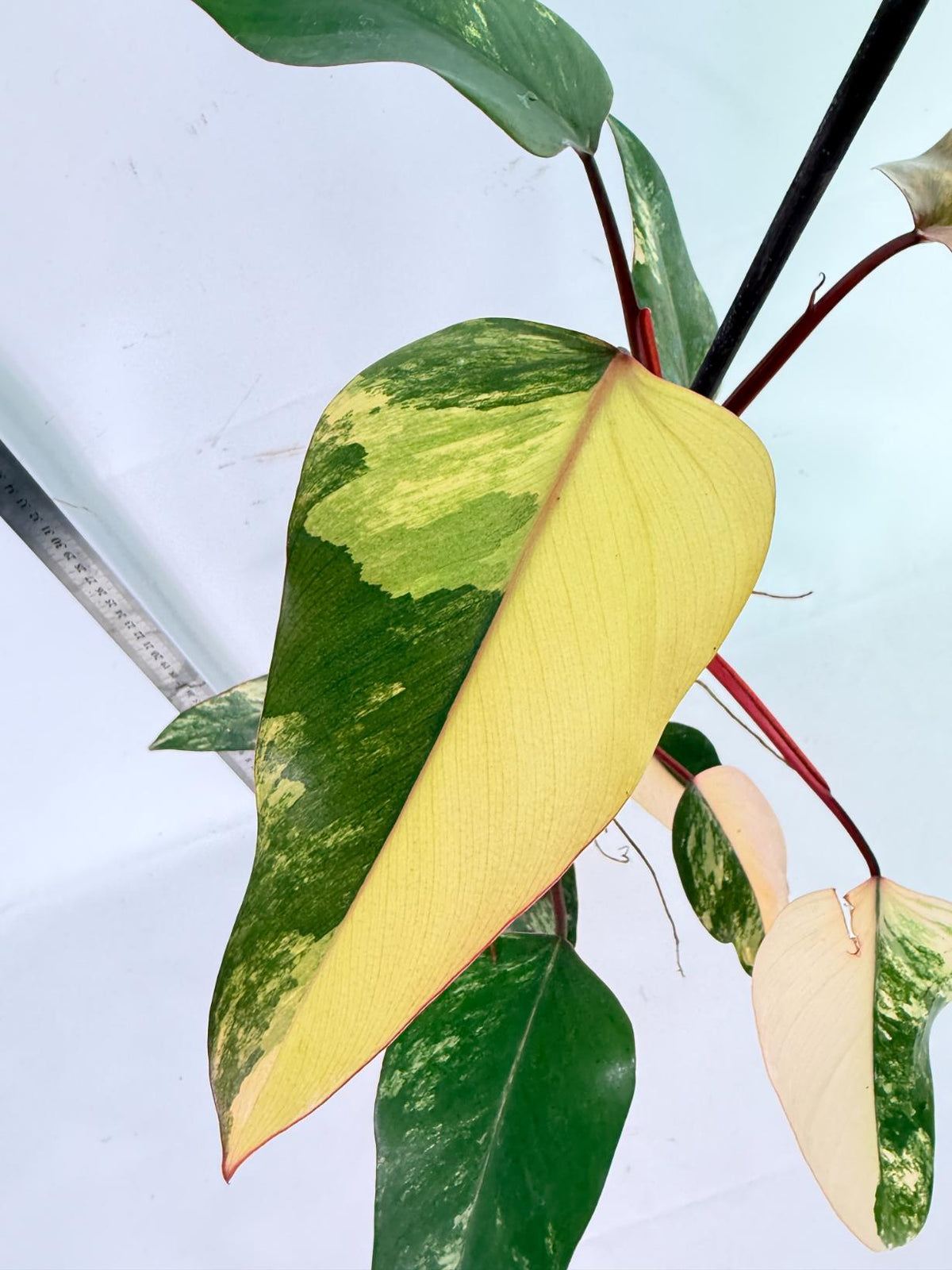 Philodendron Strawberry Shake Variegata 1