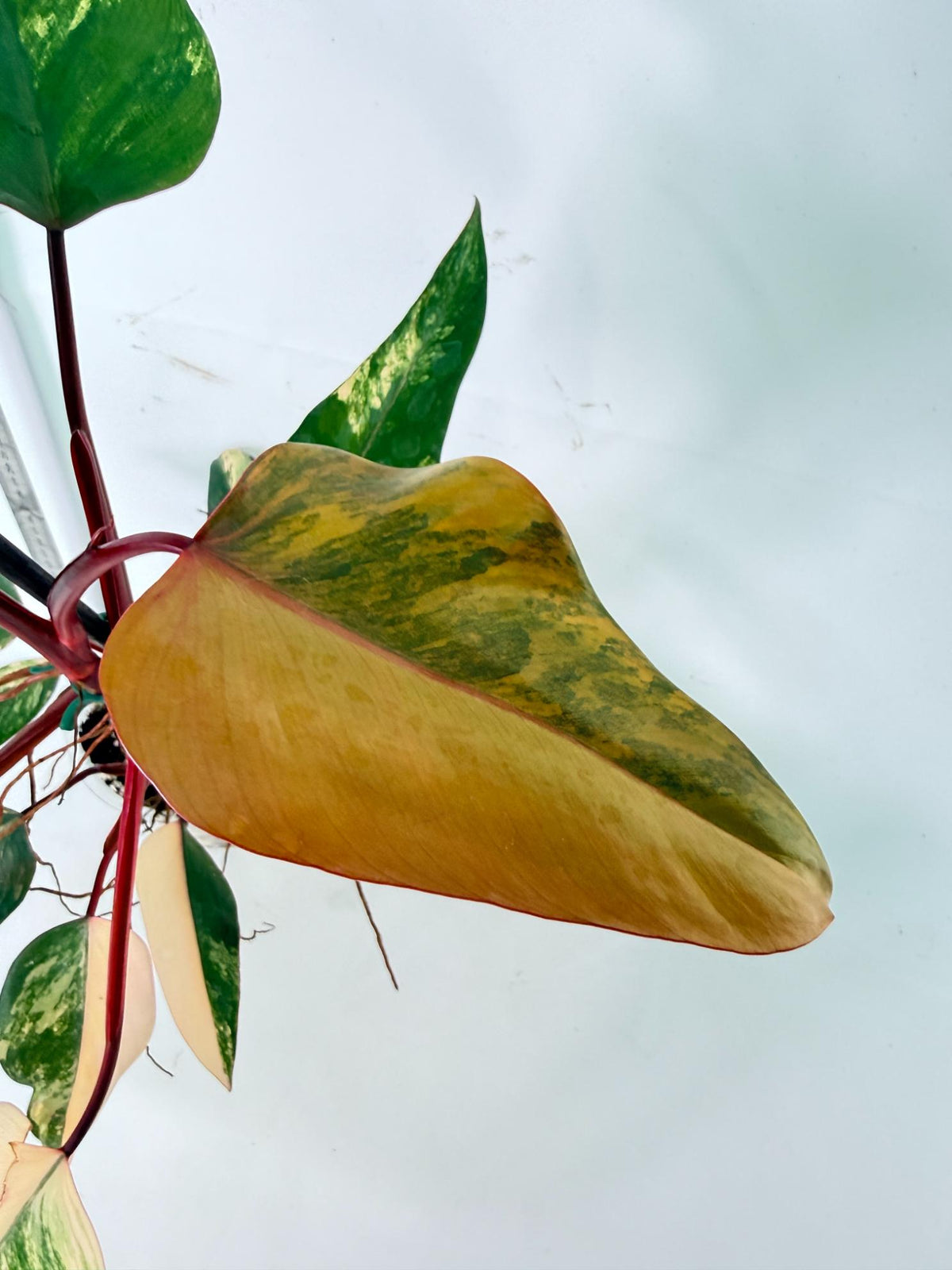 Philodendron Strawberry Shake Variegata 6