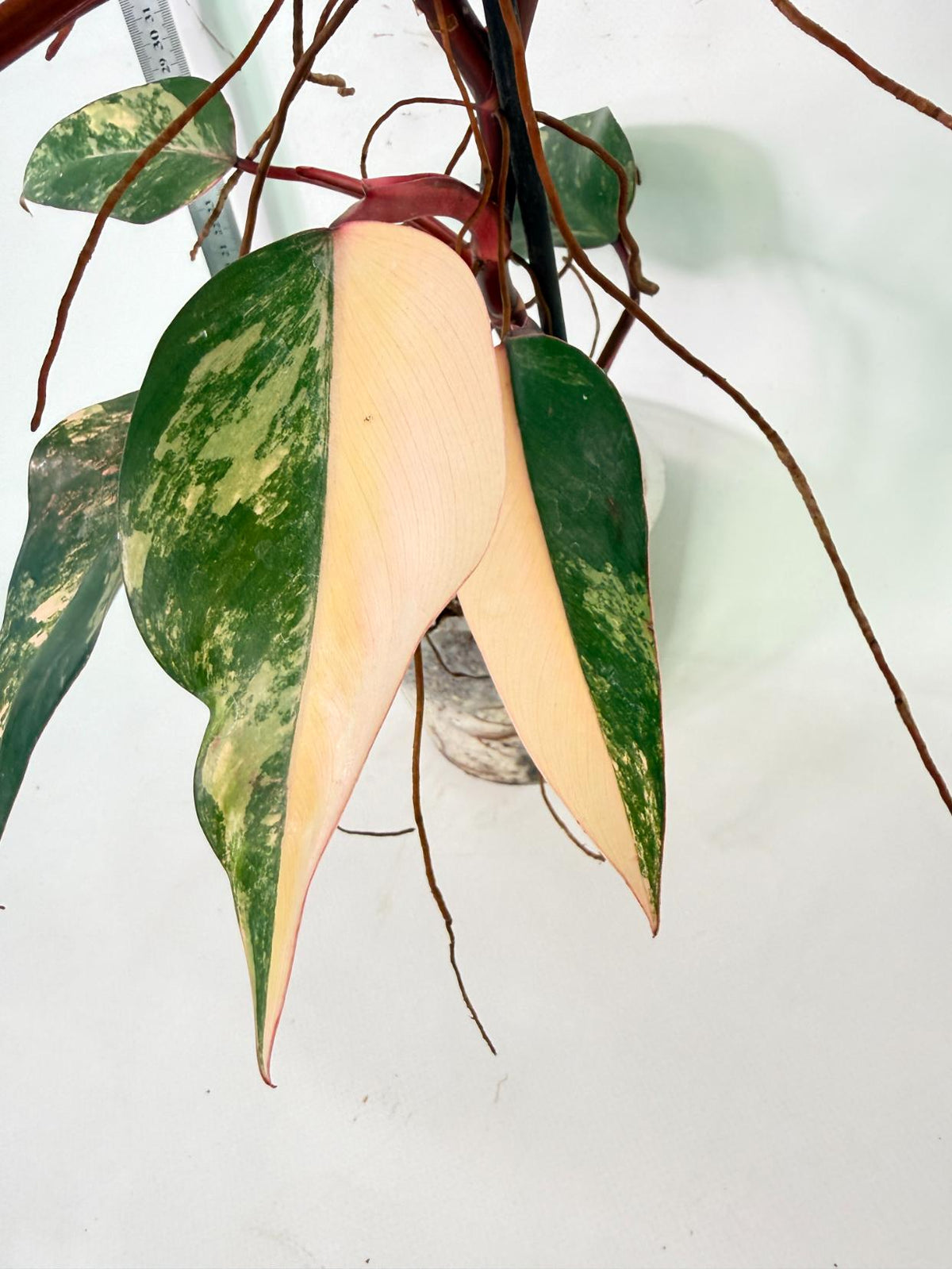 Philodendron Strawberry Shake Variegata 3