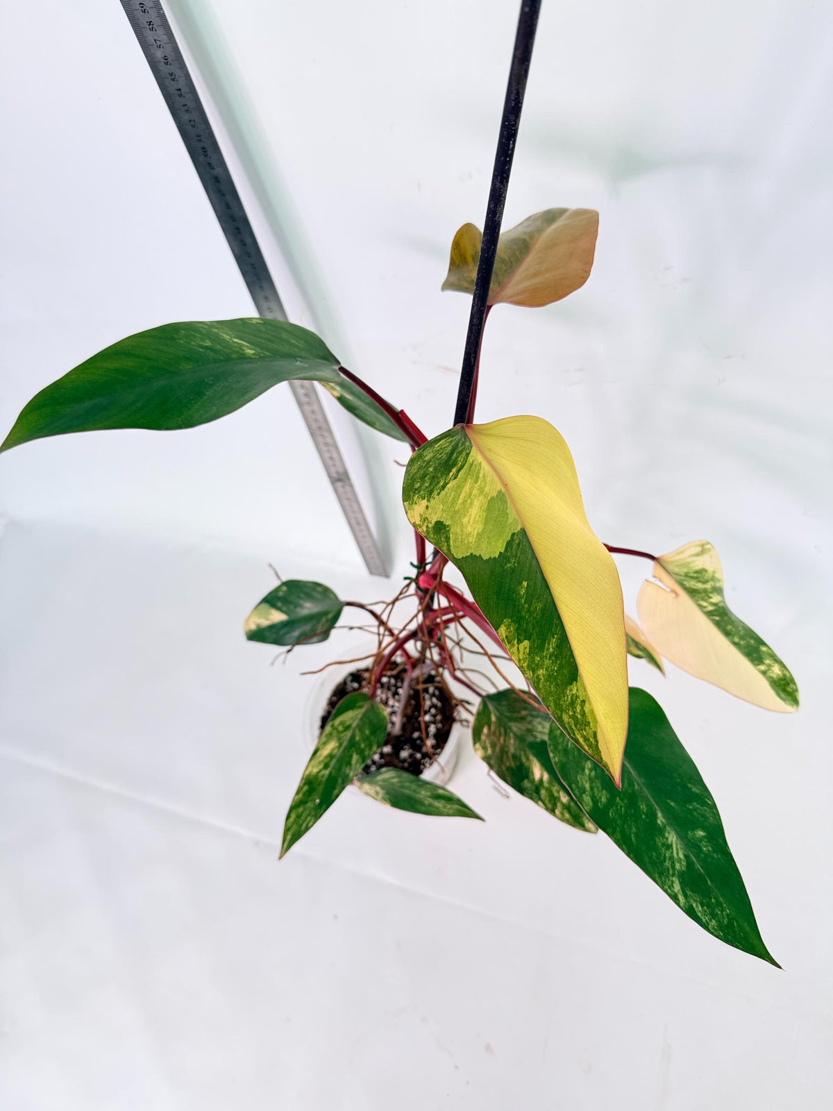 Philodendron Strawberry Shake Variegata 8