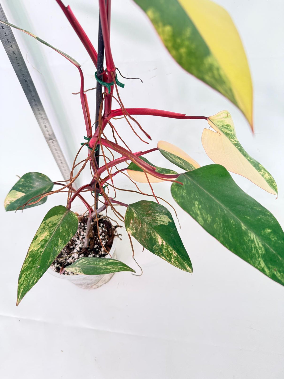 Philodendron Strawberry Shake Variegata 