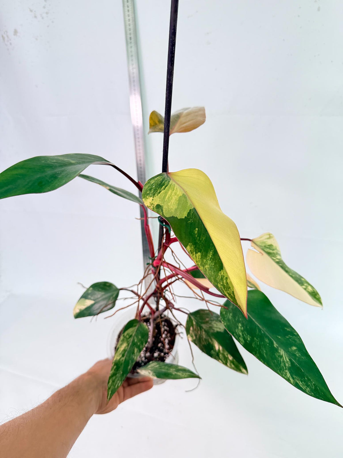 Philodendron Strawberry Shake Variegata 10
