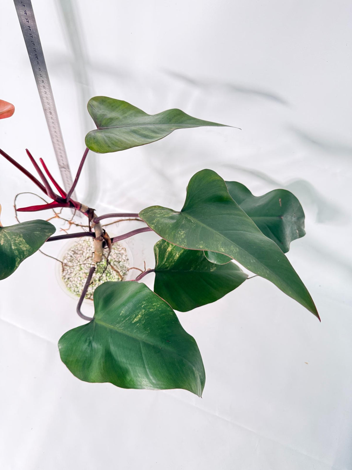 Philodendron Strawberry Shake Variegata 4