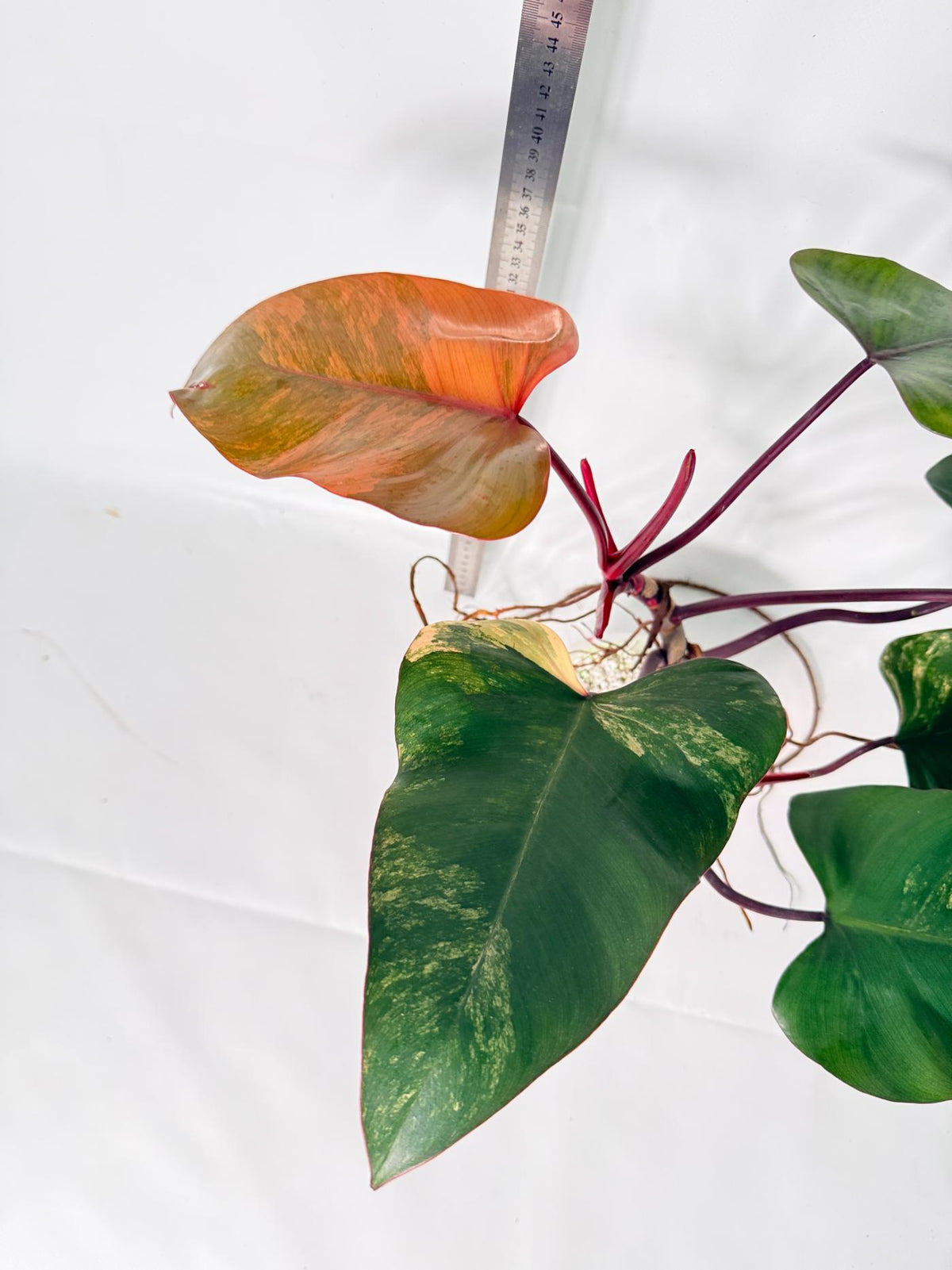 Philodendron Strawberry Shake Variegata 3