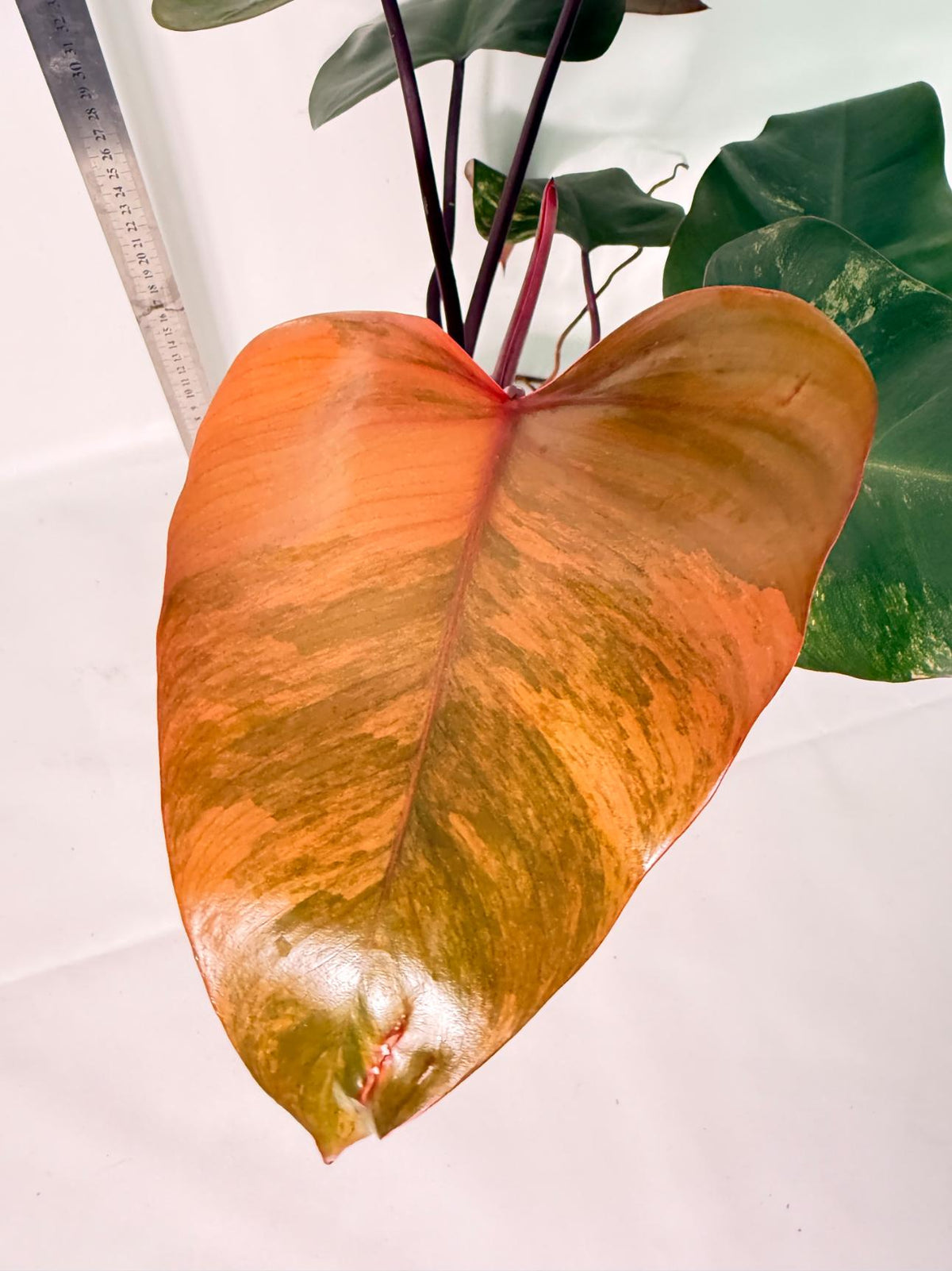 Philodendron Strawberry Shake Variegata 1