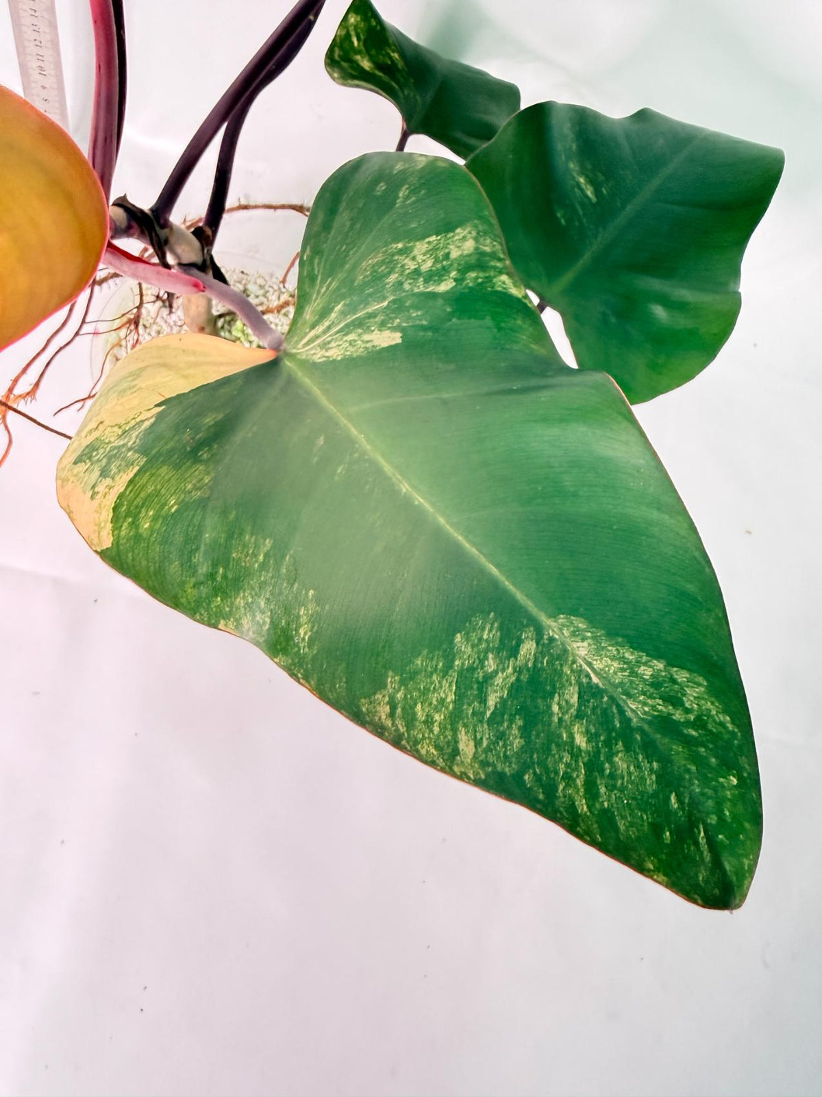 Philodendron Strawberry Shake Variegata 6
