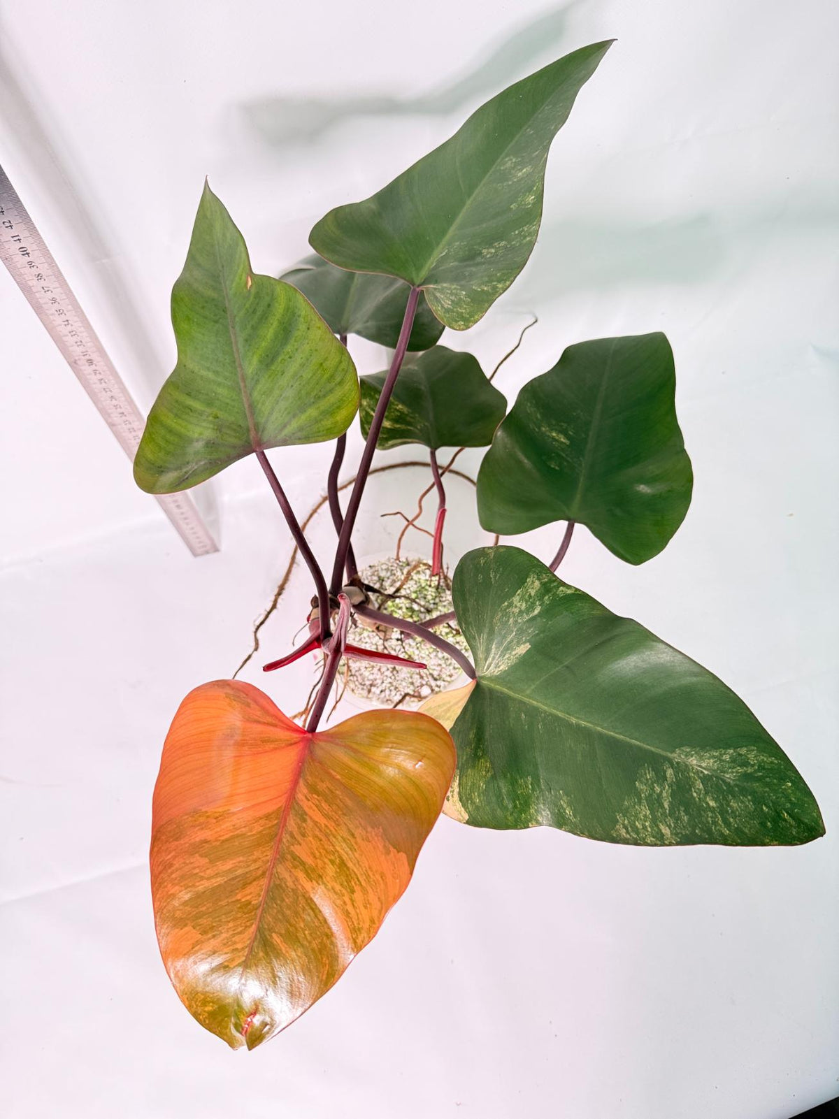 Philodendron Strawberry Shake Variegata 8