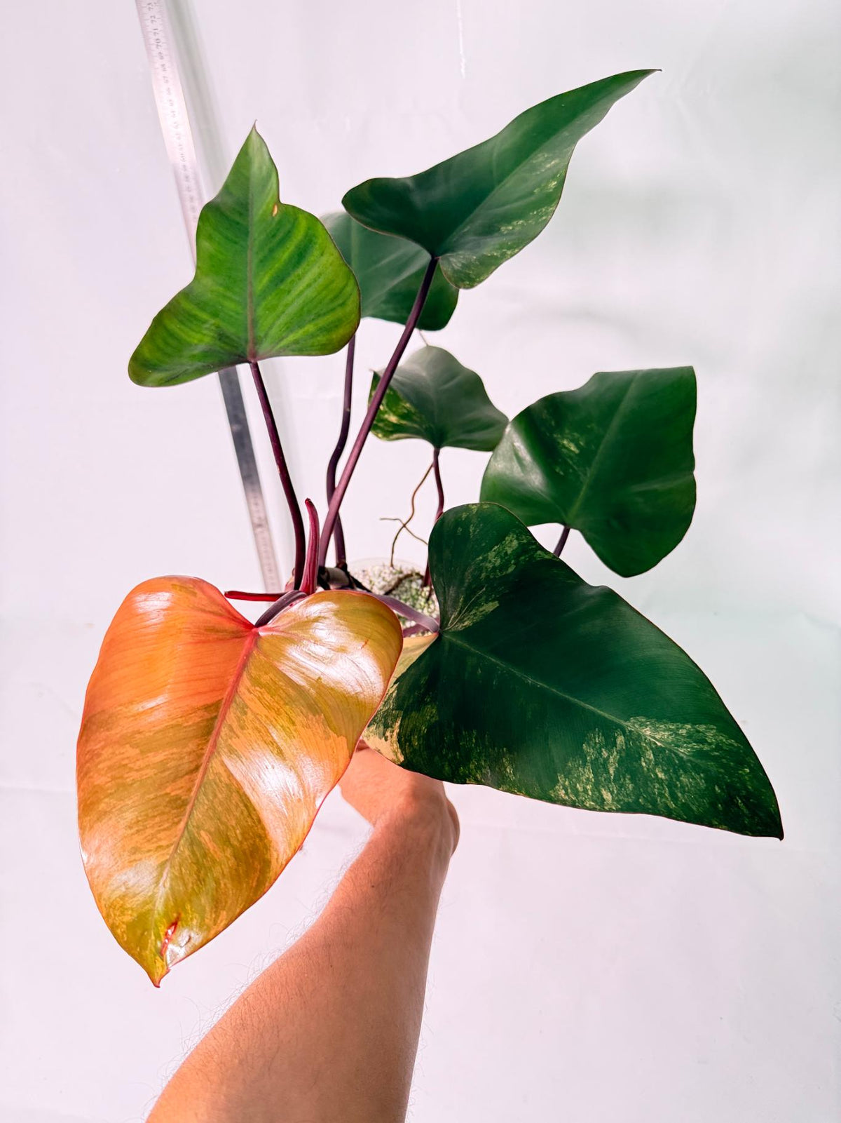 Philodendron Strawberry Shake Variegata 2