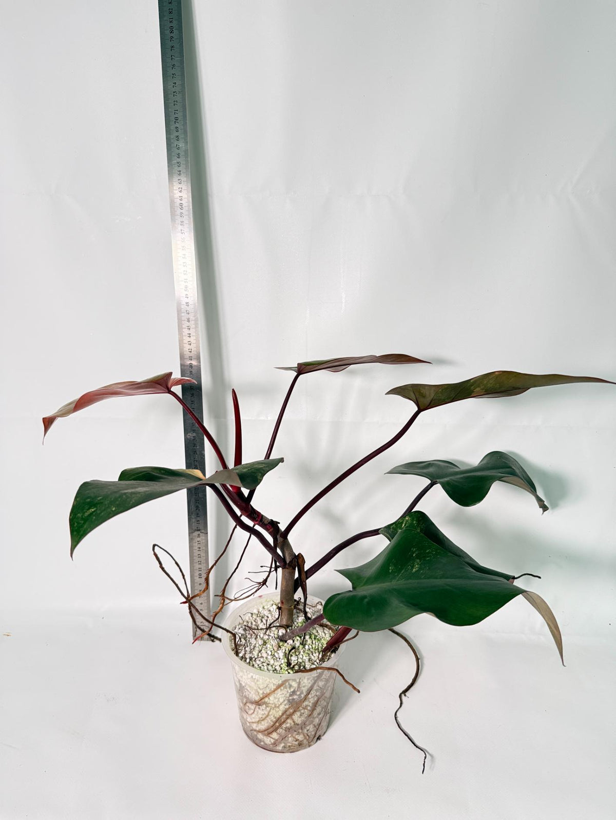 Philodendron Strawberry Shake Variegata 7
