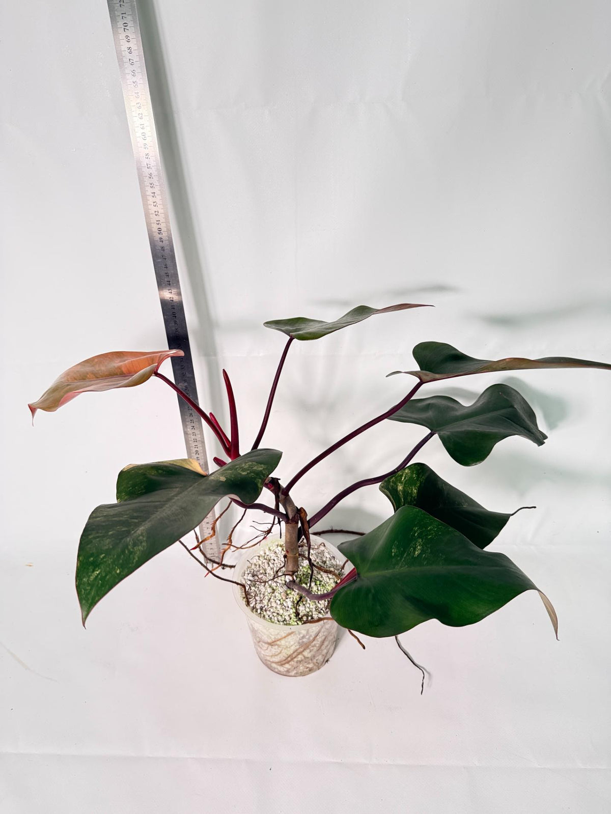 Philodendron Strawberry Shake Variegata 9