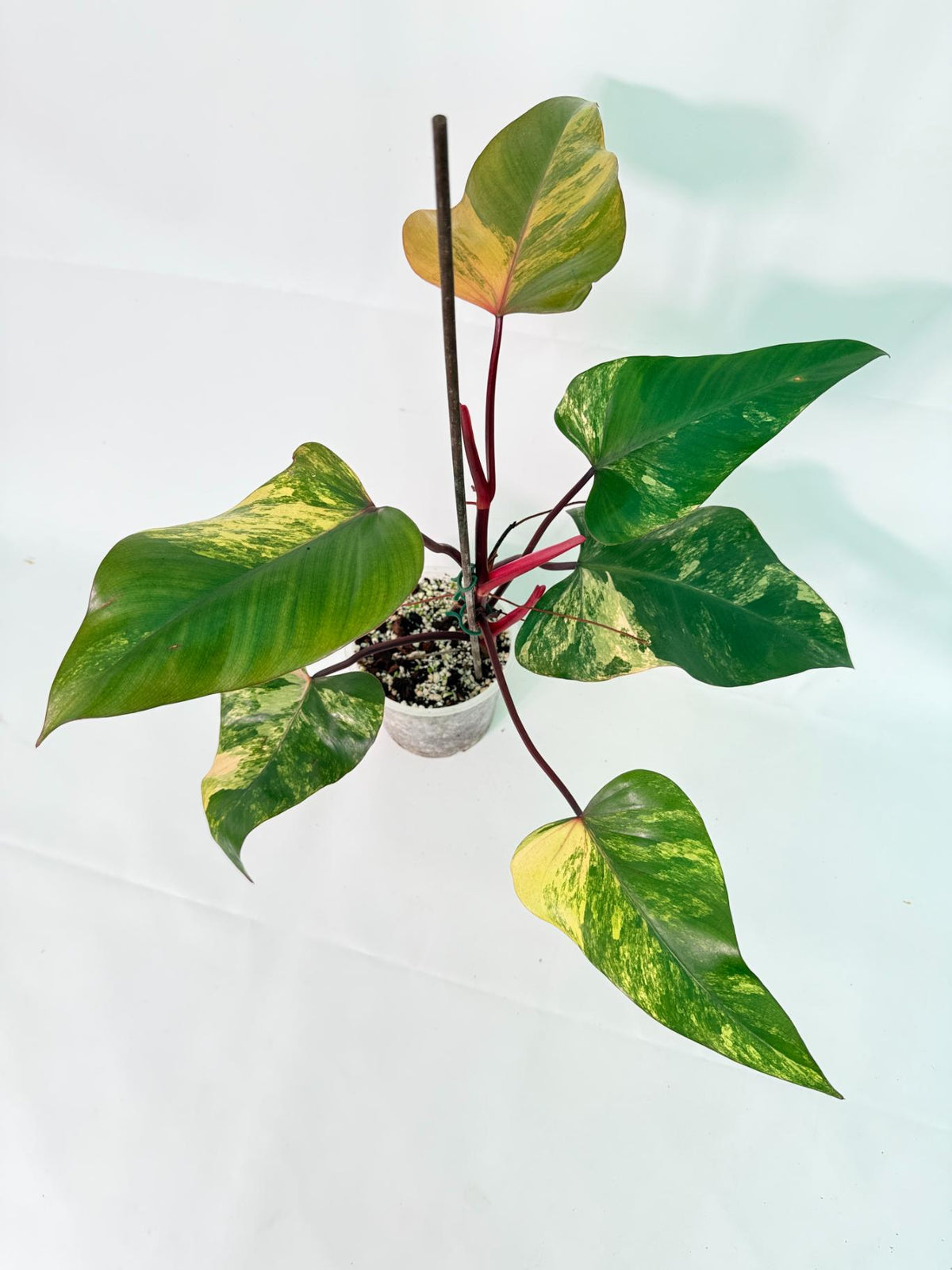 Philodendron Strawberry Shake Variegata 08
