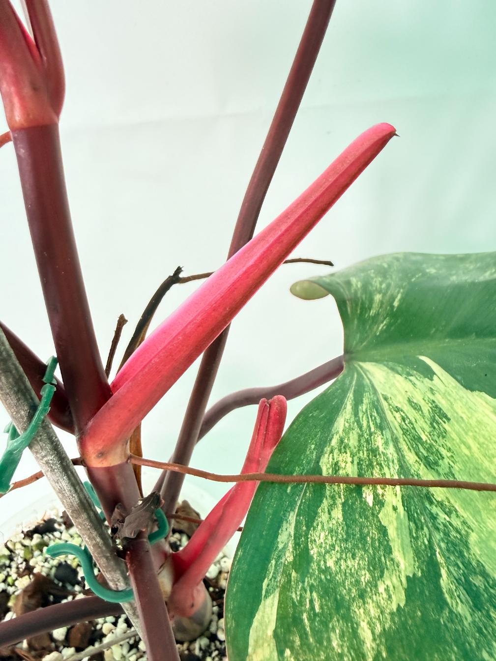 Philodendron Strawberry Shake Variegata 09