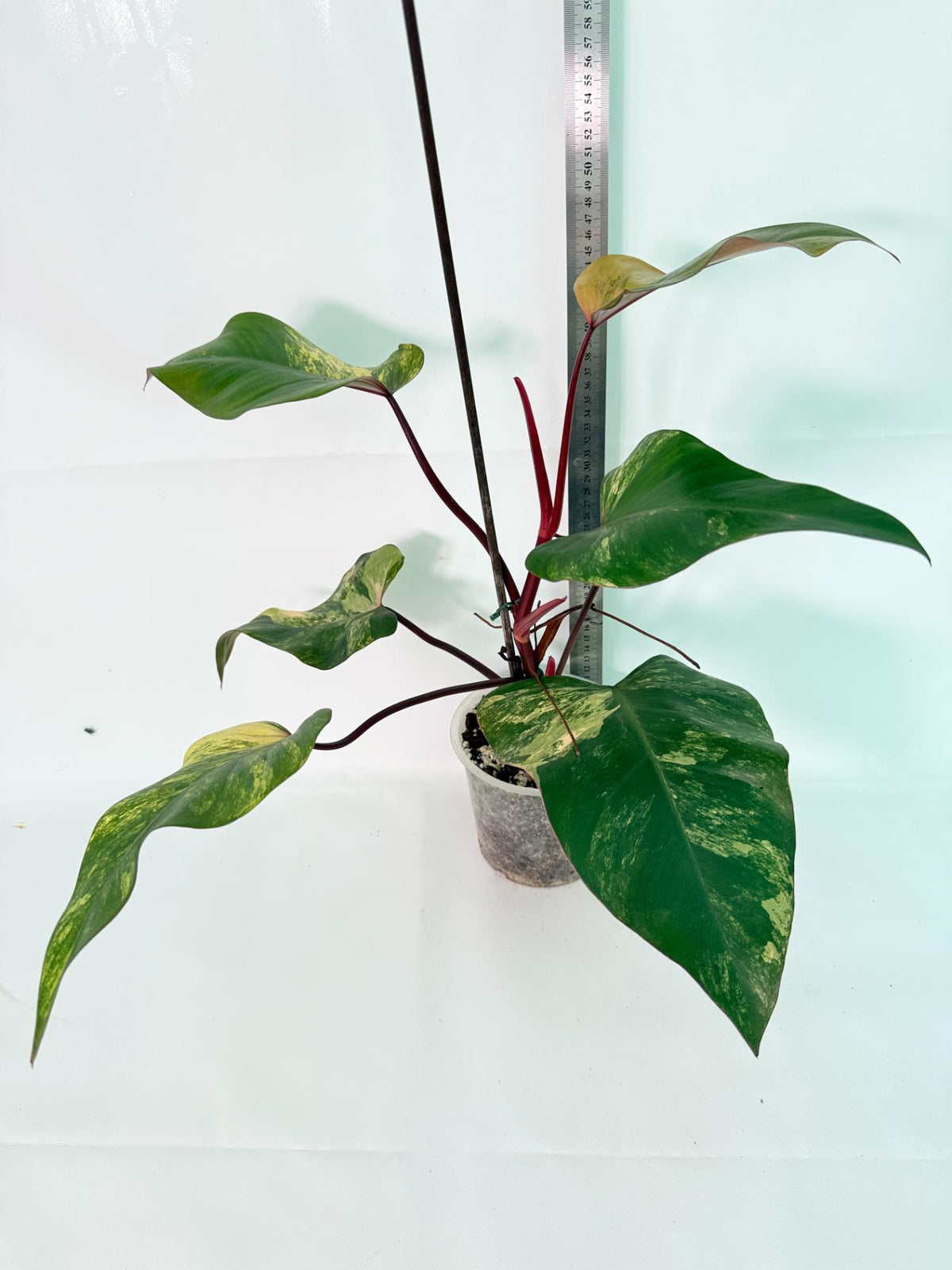 Philodendron Strawberry Shake Variegata 11