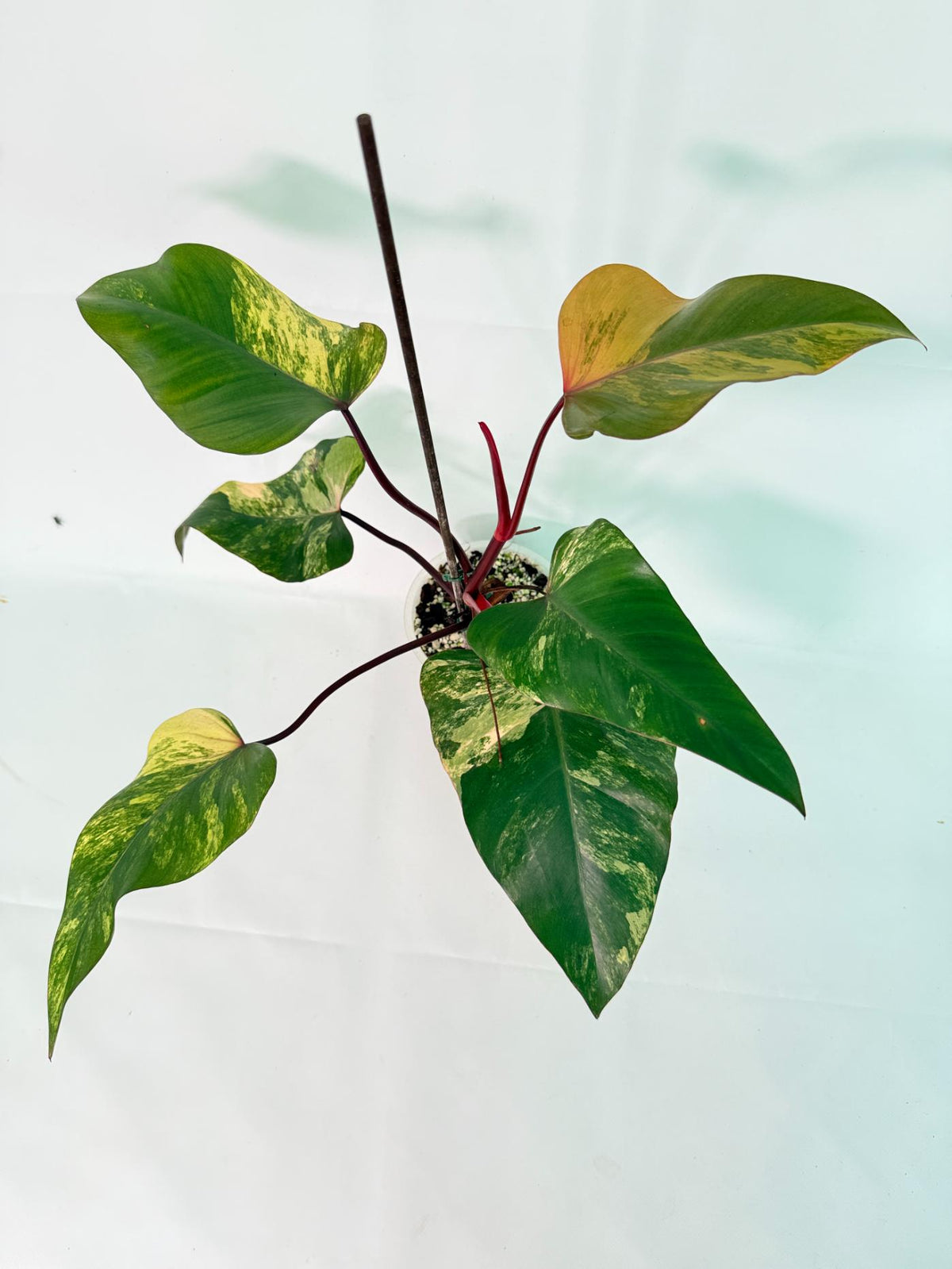 Philodendron Strawberry Shake Variegata 01