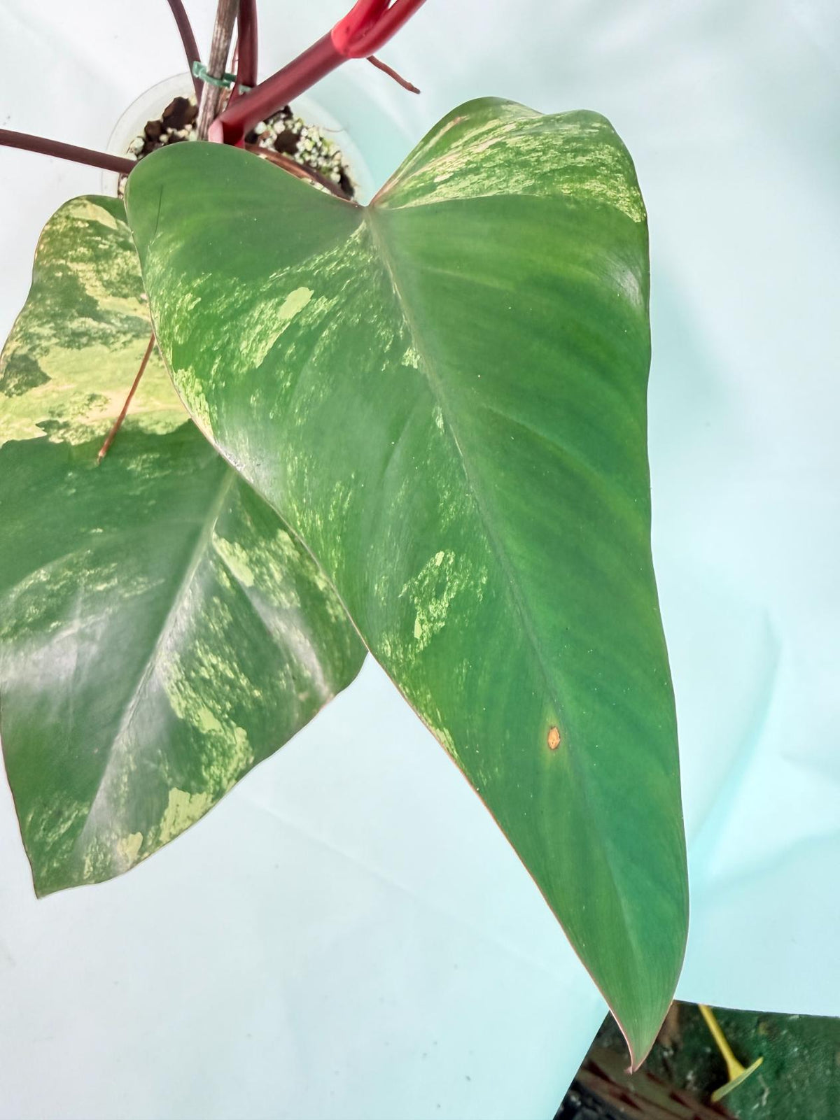 Philodendron Strawberry Shake Variegata 02