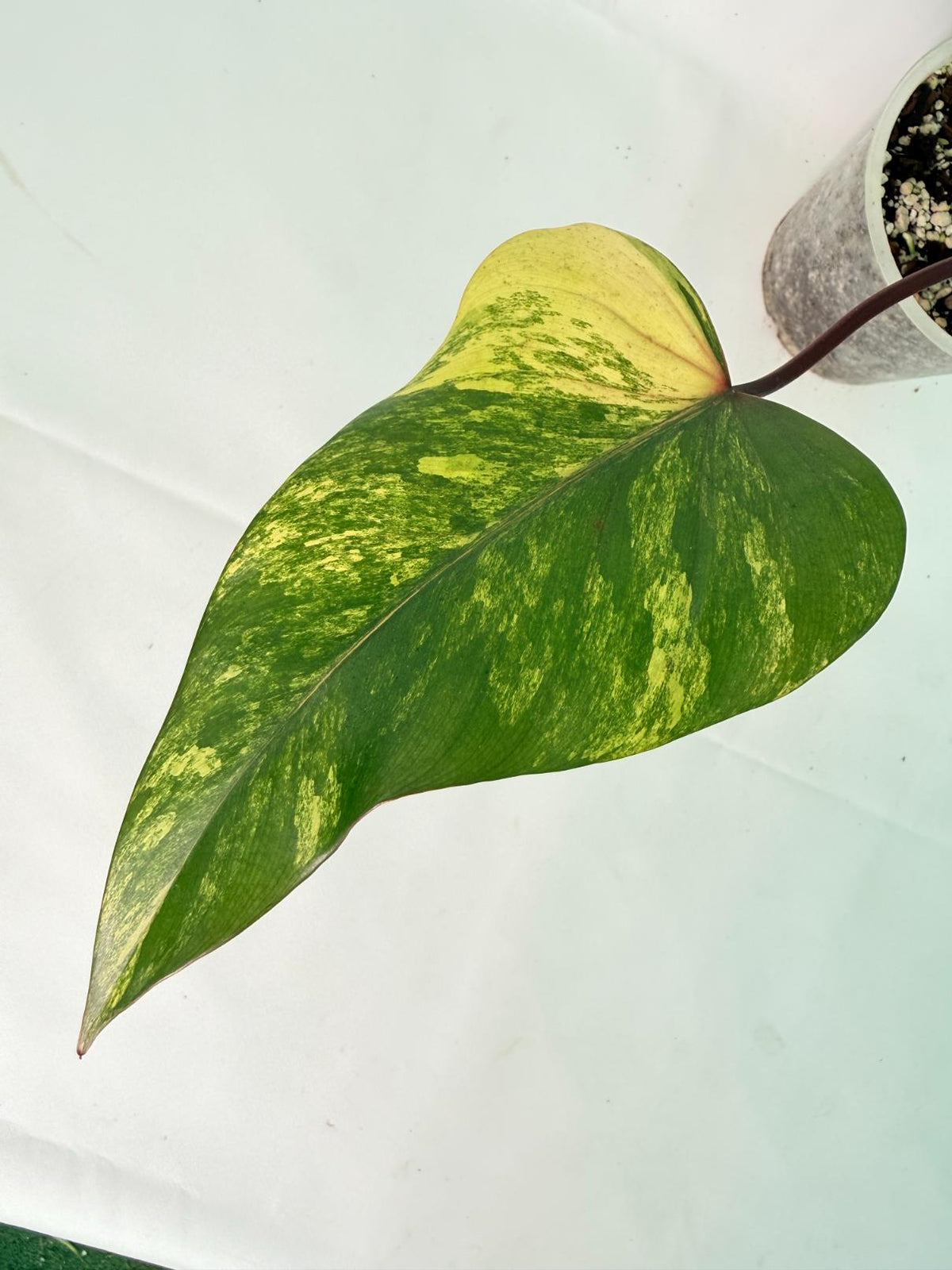 Philodendron Strawberry Shake Variegata 05