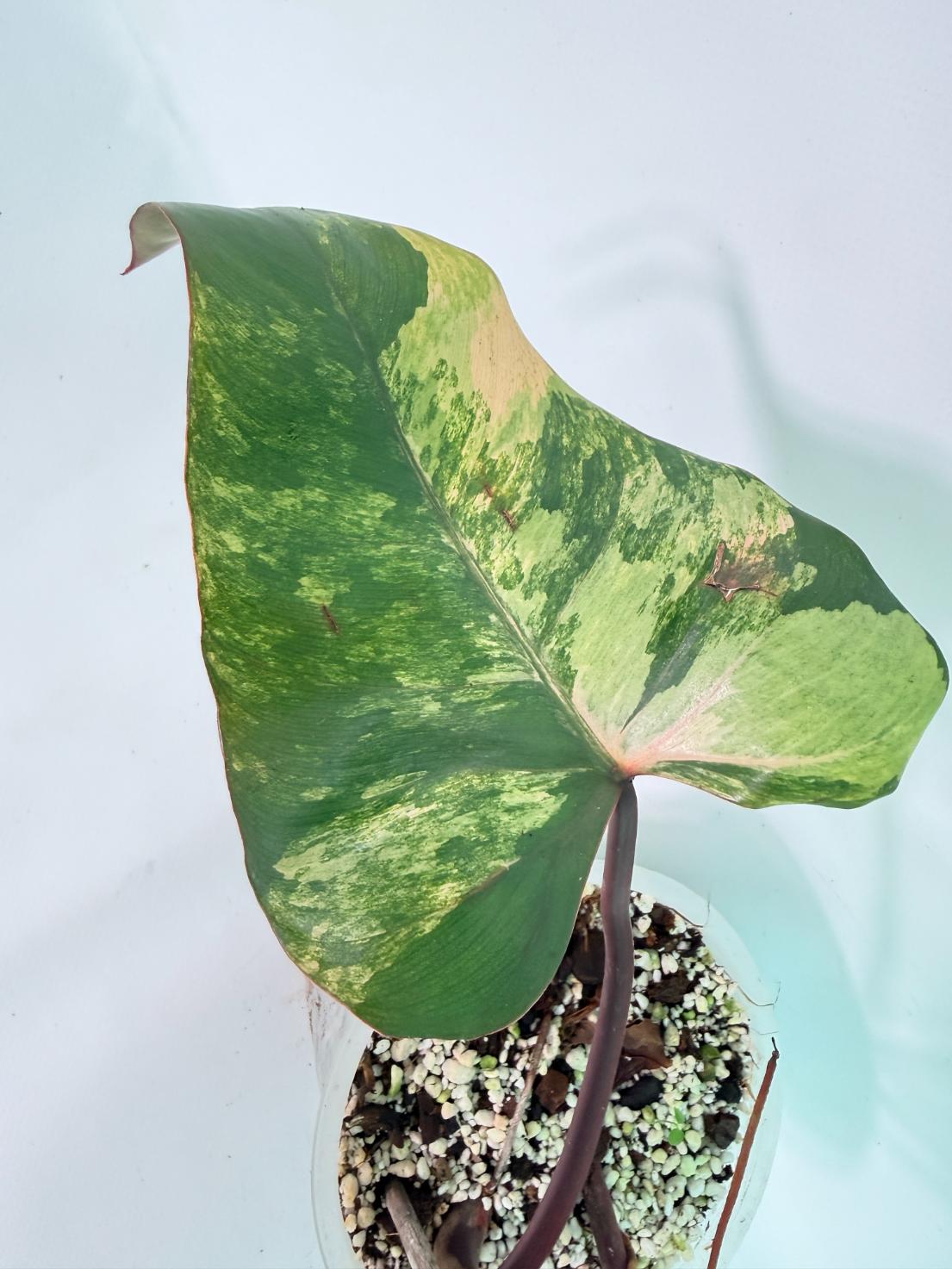 Philodendron Strawberry Shake Variegata 06
