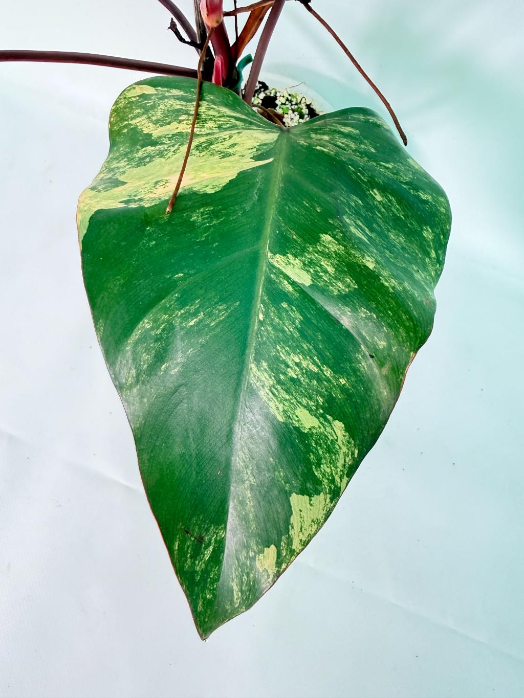 Philodendron Strawberry Shake Variegata 07