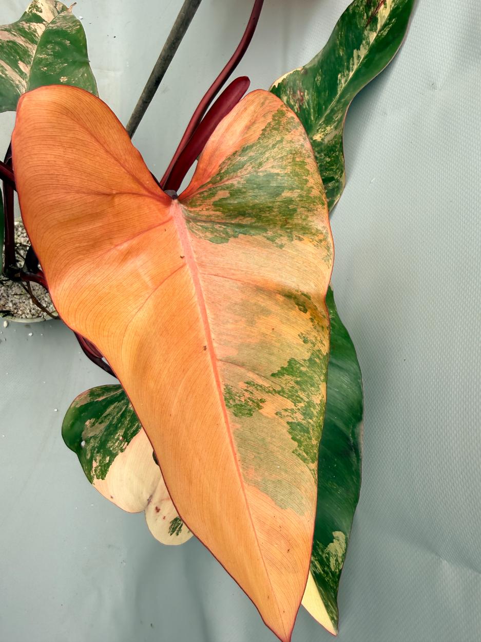 Philodendron Strawberry Shake variegata folgia dettaglio