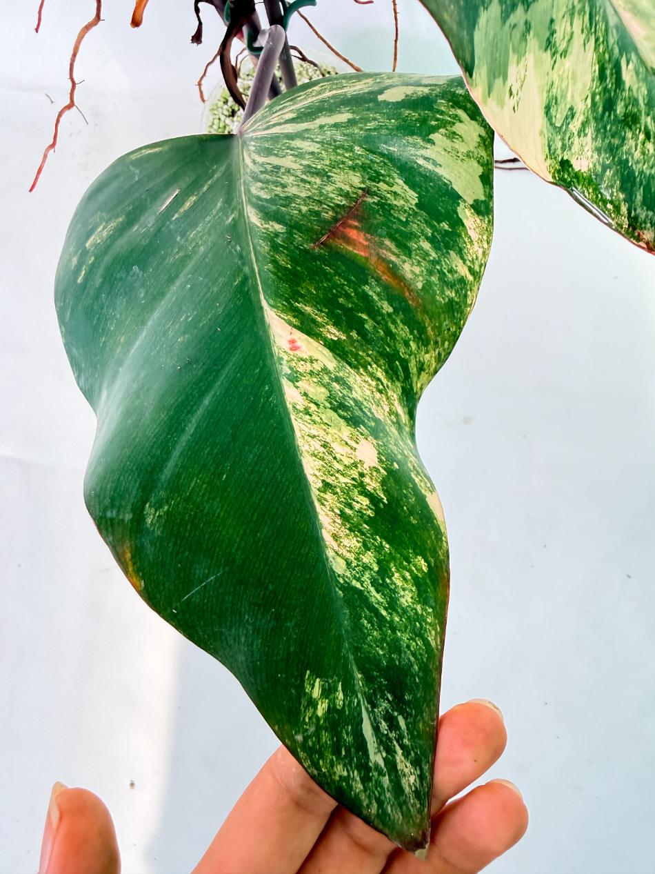 Philodendron Strawberry Shake variegata 09