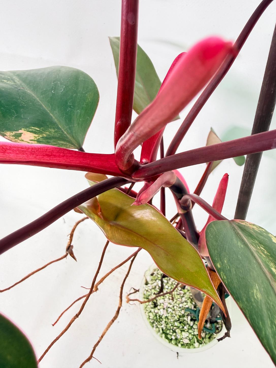 Philodendron Strawberry Shake variegata 10