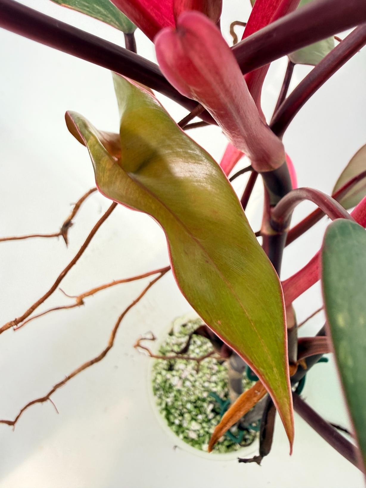 Philodendron Strawberry Shake variegata 11