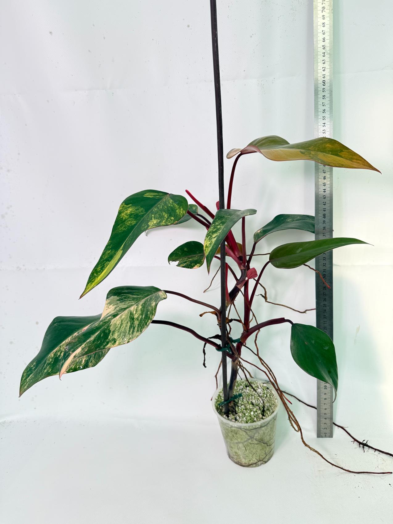 Philodendron Strawberry Shake variegata 03
