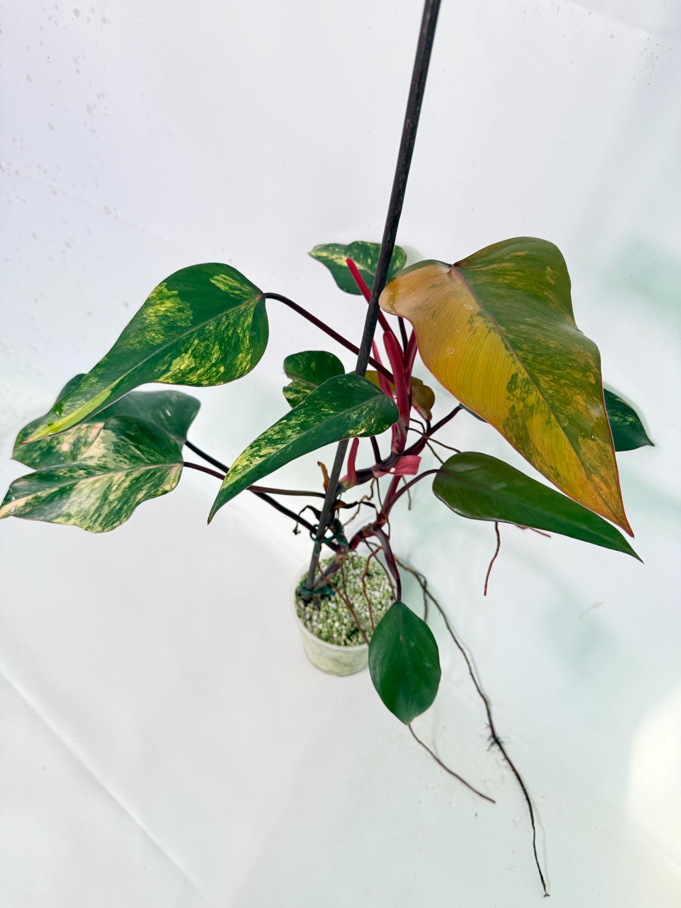 Philodendron Strawberry Shake variegata 02