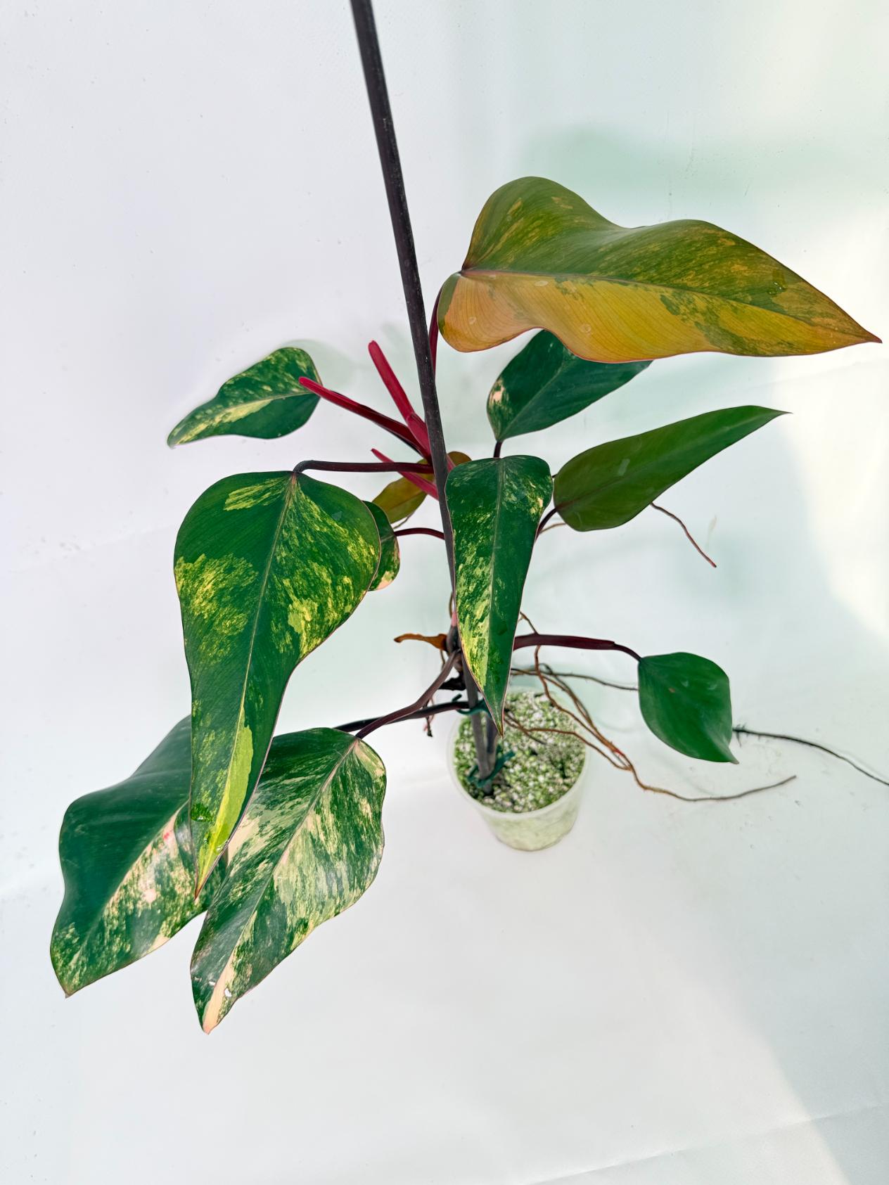 Philodendron Strawberry Shake variegata 01