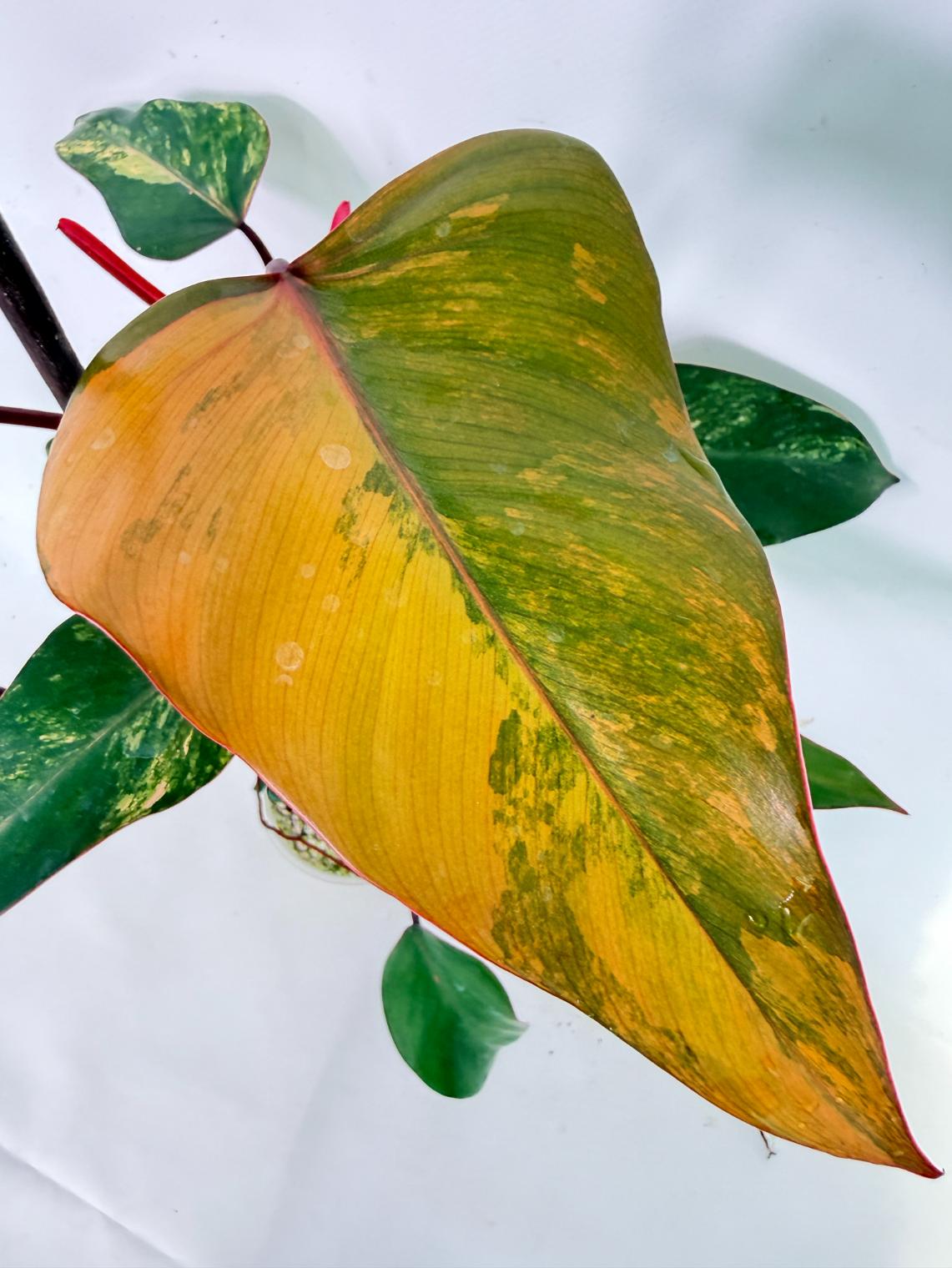 Philodendron Strawberry Shake variegata 04