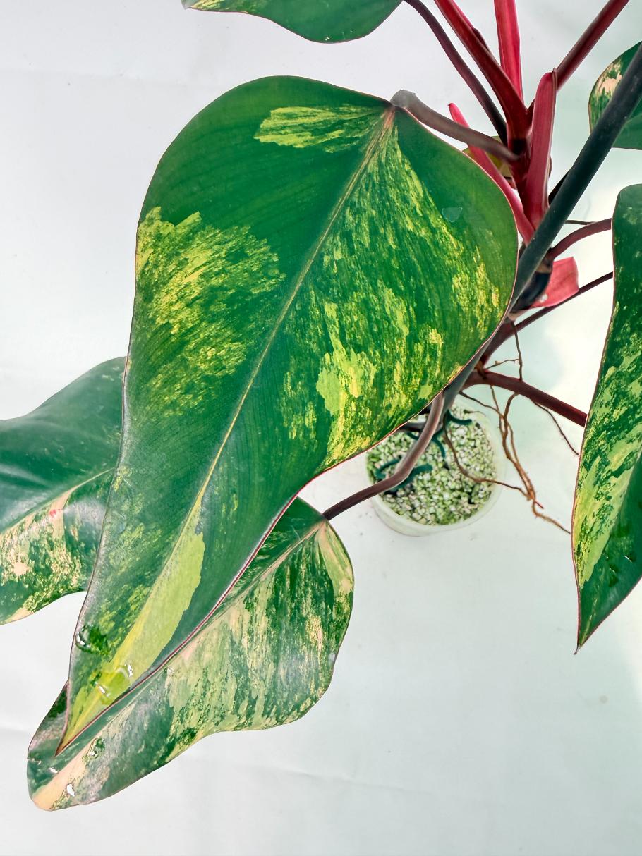 Philodendron Strawberry Shake variegata 05