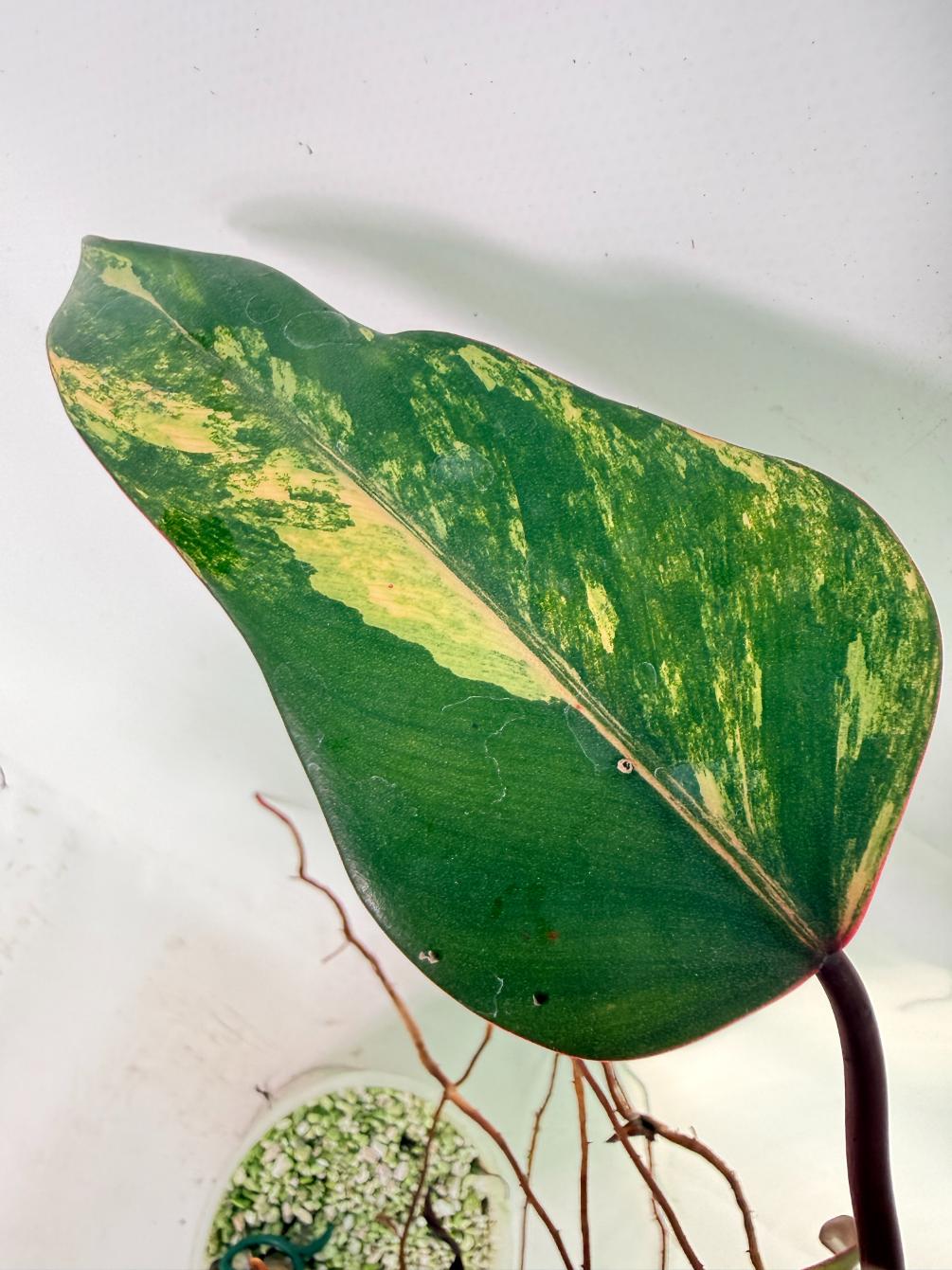Philodendron Strawberry Shake variegata 06