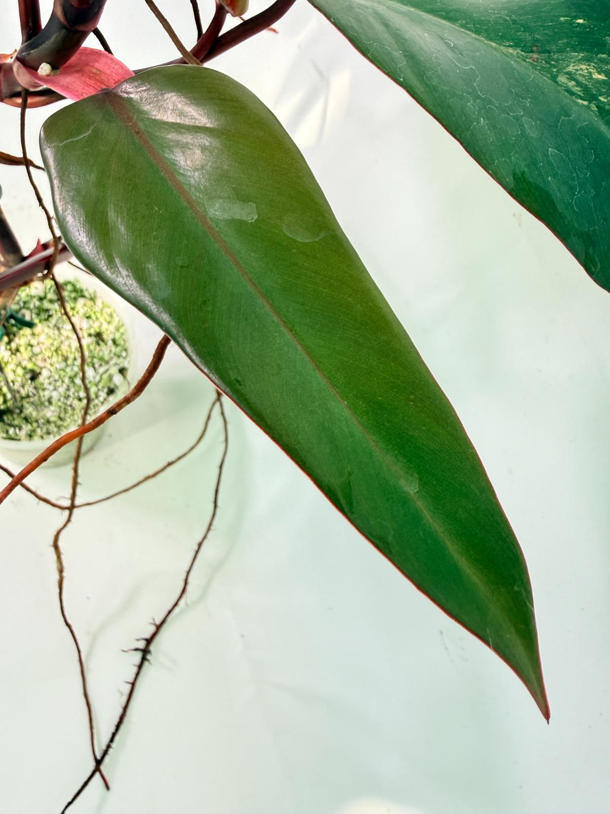 Philodendron Strawberry Shake variegata 07
