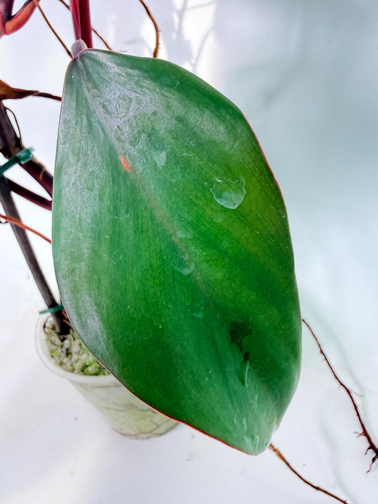 Philodendron Strawberry Shake variegata 08