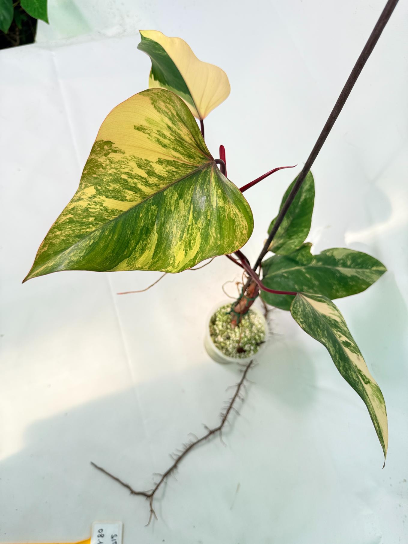 Philodendron Strawberry Shake variegata 09