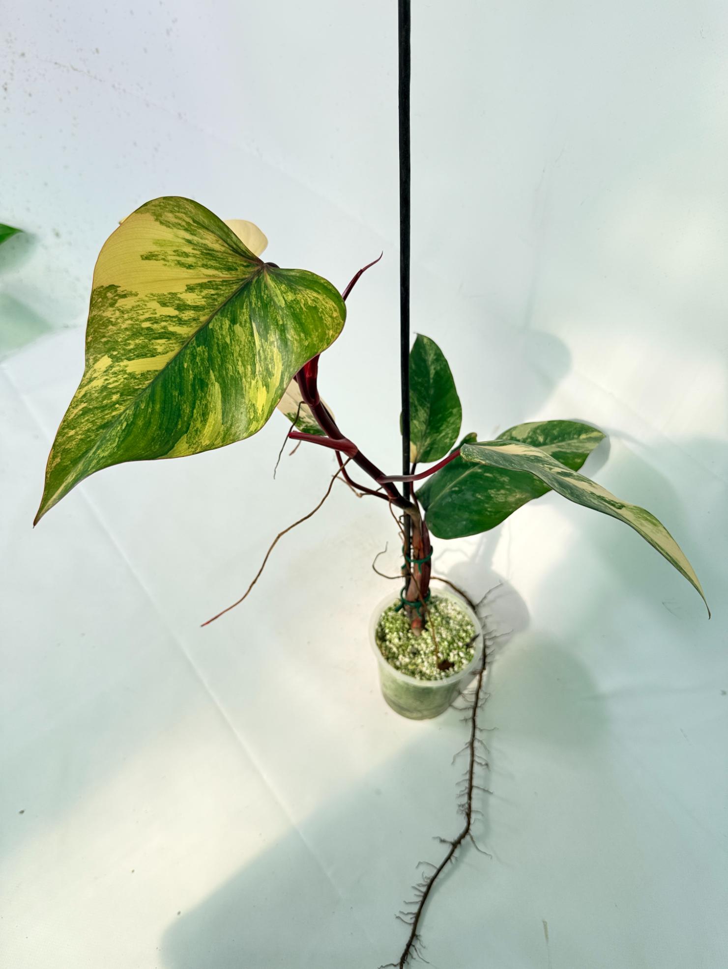 Philodendron Strawberry Shake variegata 10