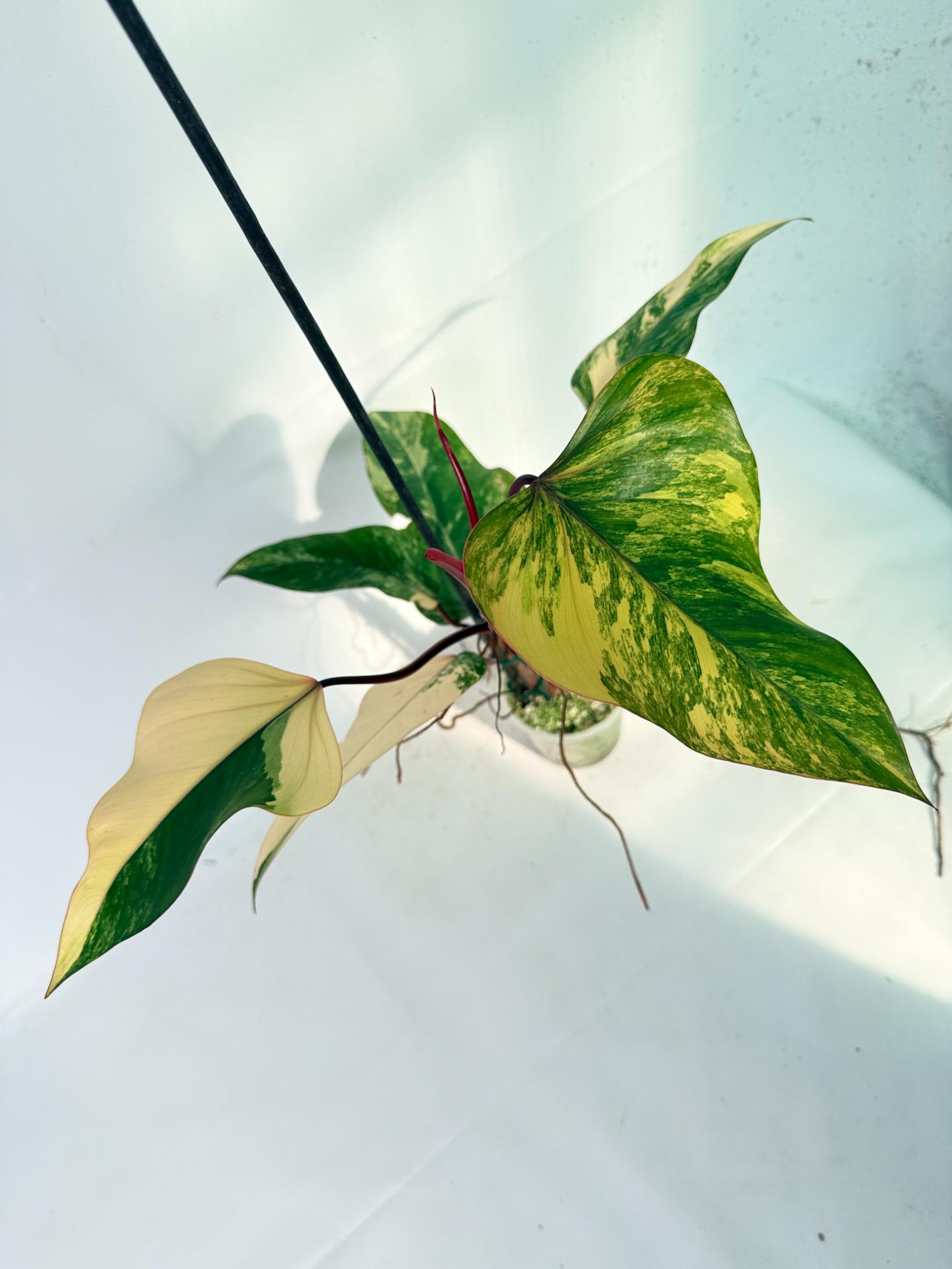 Philodendron Strawberry Shake variegata 11