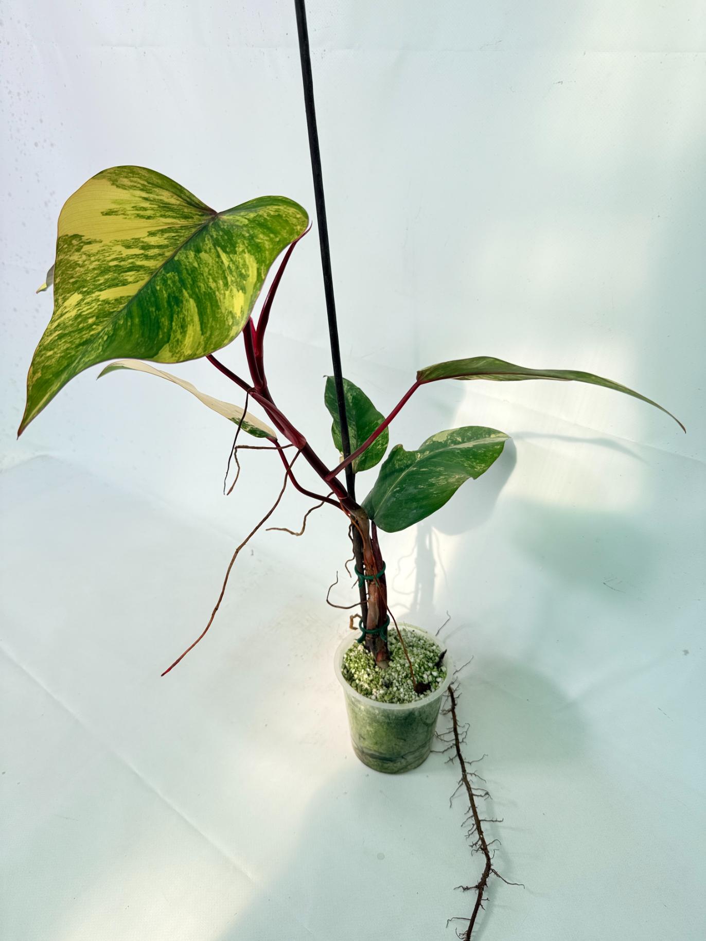 Philodendron Strawberry Shake variegata 01