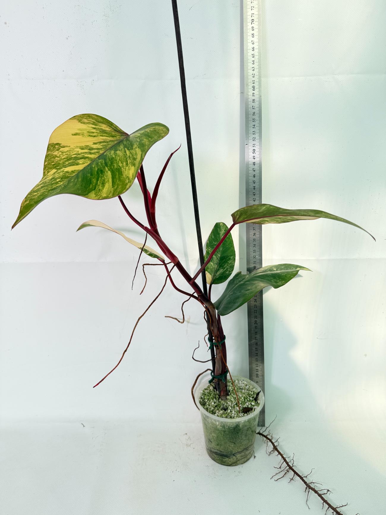 Philodendron Strawberry Shake variegata 02