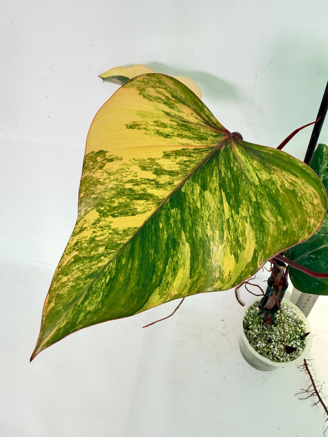 Philodendron Strawberry Shake variegata 03