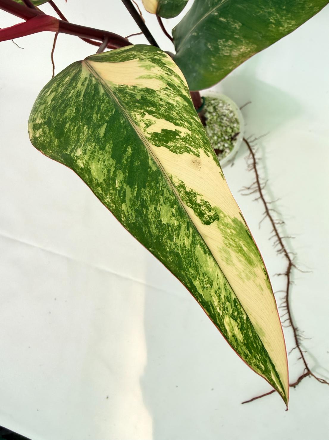 Philodendron Strawberry Shake variegata 04