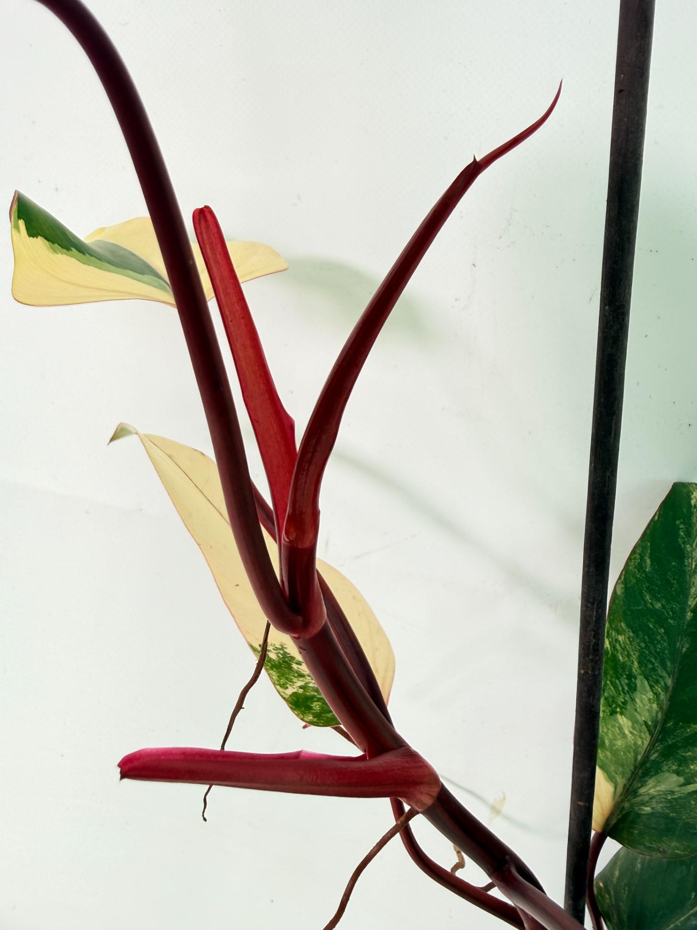 Philodendron Strawberry Shake variegata 05