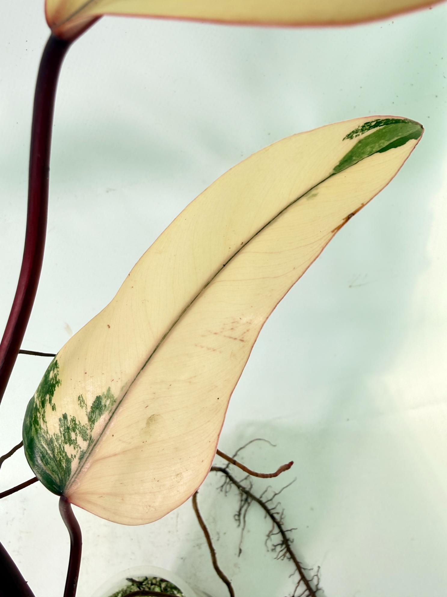 Philodendron Strawberry Shake variegata 06