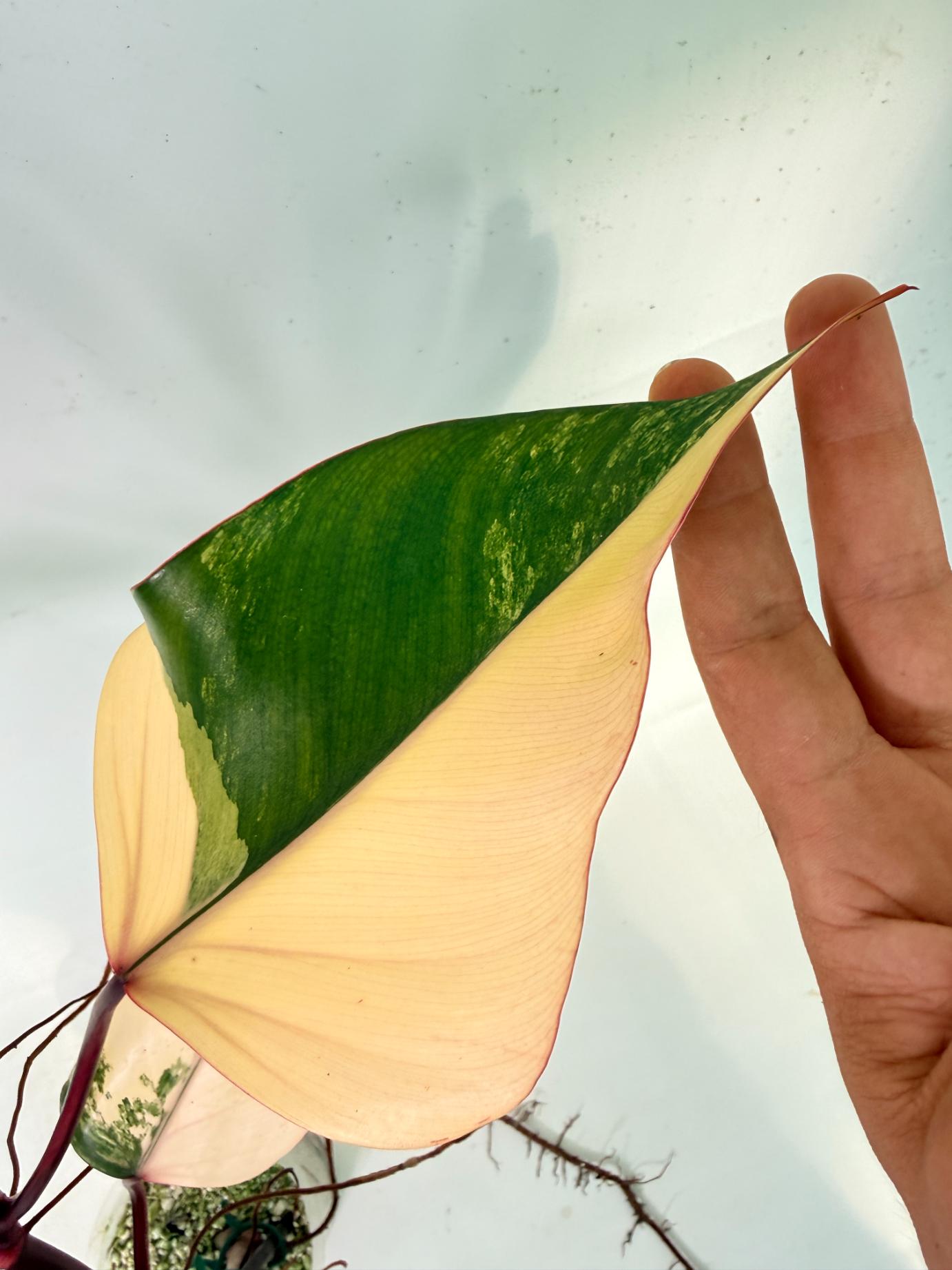 Philodendron Strawberry Shake variegata 07