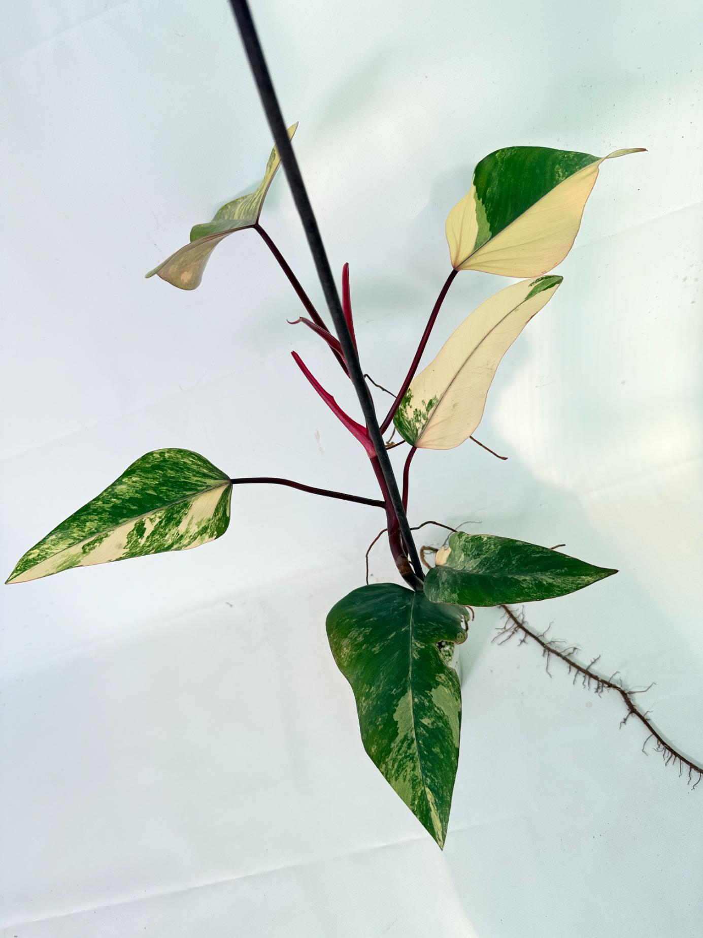 Philodendron Strawberry Shake variegata 08
