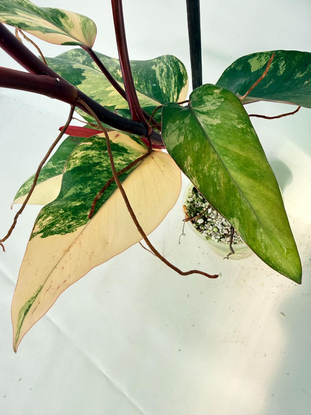 Philodendron Strawberry Shake variegata 09