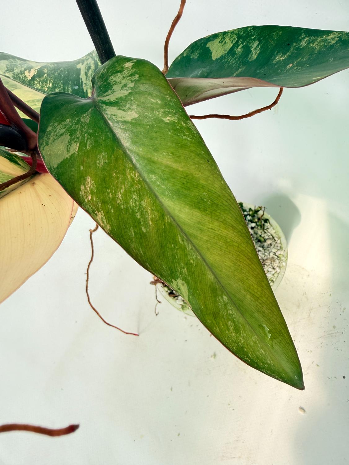 Philodendron Strawberry Shake variegata 10