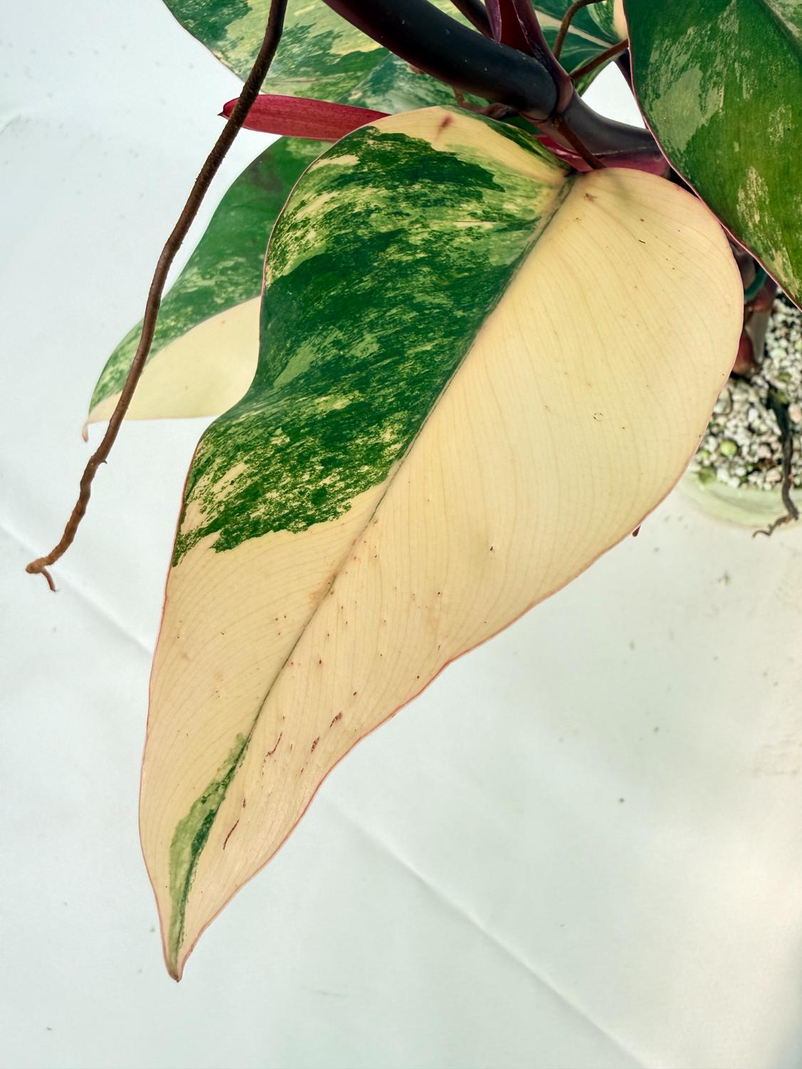 Philodendron Strawberry Shake variegata 11