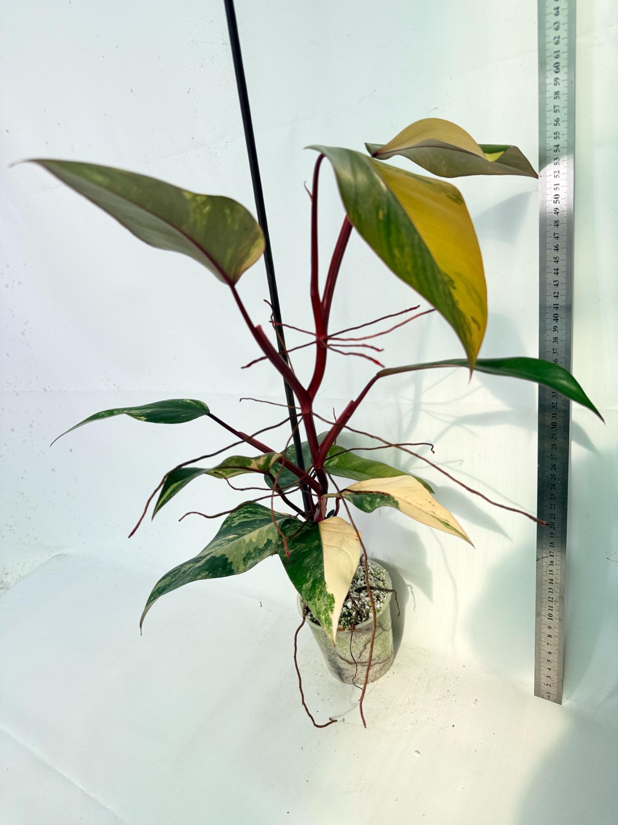 Philodendron Strawberry Shake variegata 02