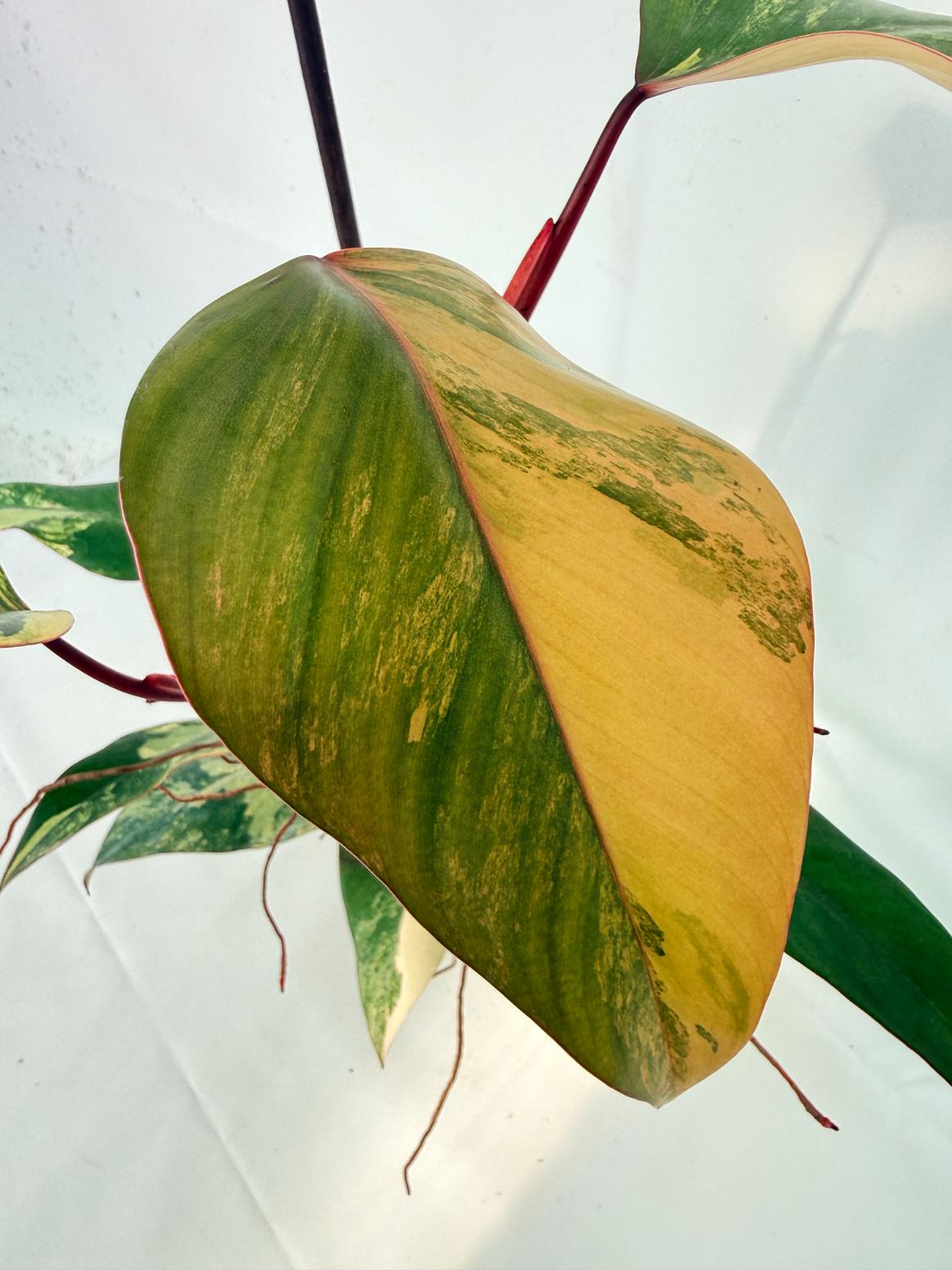 Philodendron Strawberry Shake variegata 03